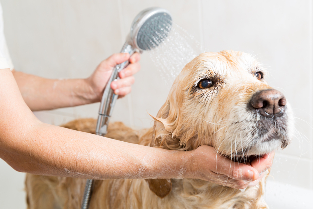 the dog wash